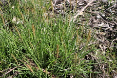 Plantago gaudichaudii
