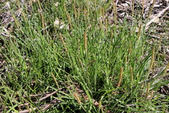Plantago gaudichaudii