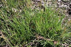 Plantago gaudichaudii