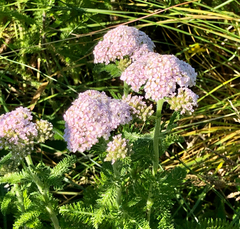 Achillea asiatica
