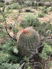 Ferocactus wislizeni