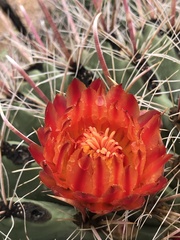 Ferocactus wislizeni