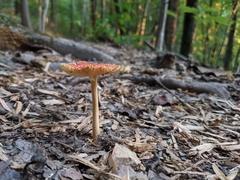 Amanita parcivolvata