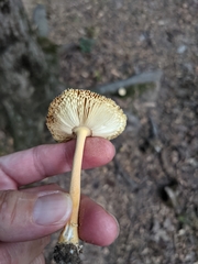 Amanita parcivolvata