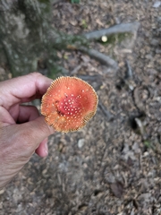 Amanita parcivolvata
