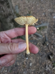 Amanita parcivolvata