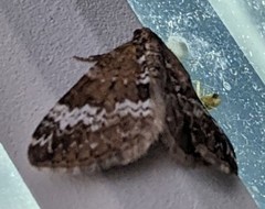 Perizoma alchemillata