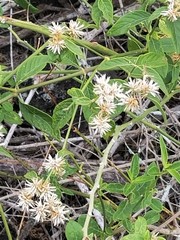 Alternanthera echinocephala