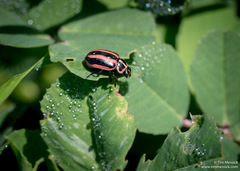 Paranaemia vittigera