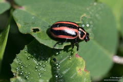 Paranaemia vittigera