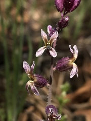 Streptanthus hispidus