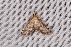 Criophthona trileuca