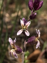 Streptanthus hispidus