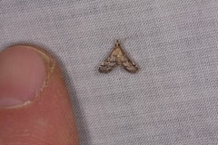 Criophthona trileuca
