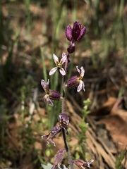 Streptanthus hispidus