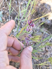 Streptanthus hispidus