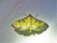 Diacme elealis