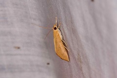 Hyalobathra brevialis
