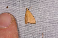 Hyalobathra brevialis