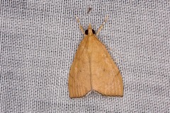 Hyalobathra brevialis