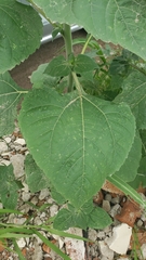 Tithonia tubaeformis
