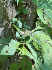 Dasineura parthenocissi