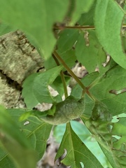 Dasineura parthenocissi