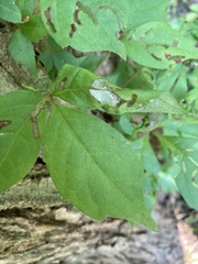 Dasineura parthenocissi