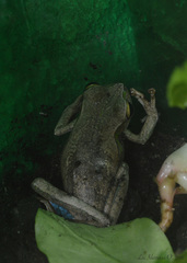 Boana bischoffi