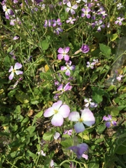 Raphanus sativus raphanistroides