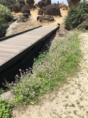 Raphanus sativus raphanistroides