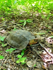 Rhinoclemmys pulcherrima rogerbarbouri