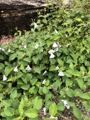 Jacquemontia pringlei