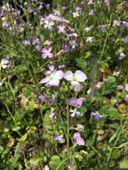 Raphanus sativus raphanistroides