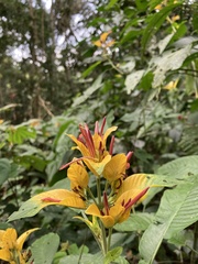 Dianthera appendiculata