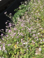 Raphanus sativus raphanistroides