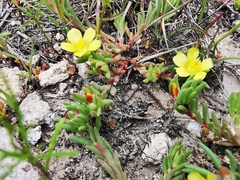 Portulaca mexicana