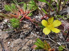 Portulaca mexicana