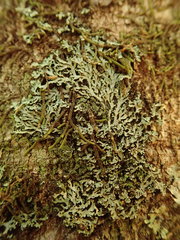 Heterodermia isidiophora