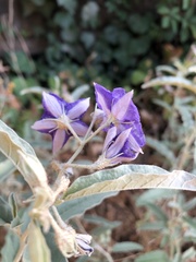 Solanum elaeagnifolium