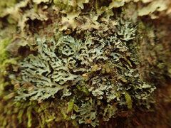 Heterodermia isidiophora