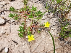 Portulaca mexicana