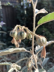 Solanum elaeagnifolium