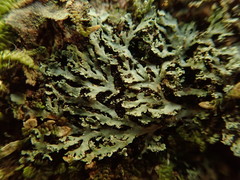 Heterodermia isidiophora