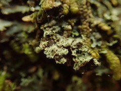 Heterodermia isidiophora