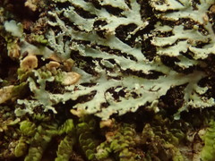 Heterodermia isidiophora