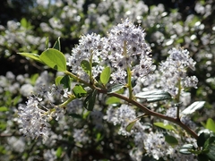 Ceanothus oliganthus sorediatus