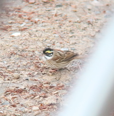 Emberiza chrysophrys