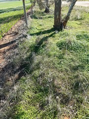 Acanthocladium dockeri