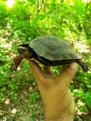 Rhinoclemmys pulcherrima rogerbarbouri